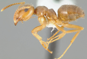 Moisture ant sample