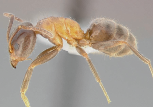 Velvety ants sample